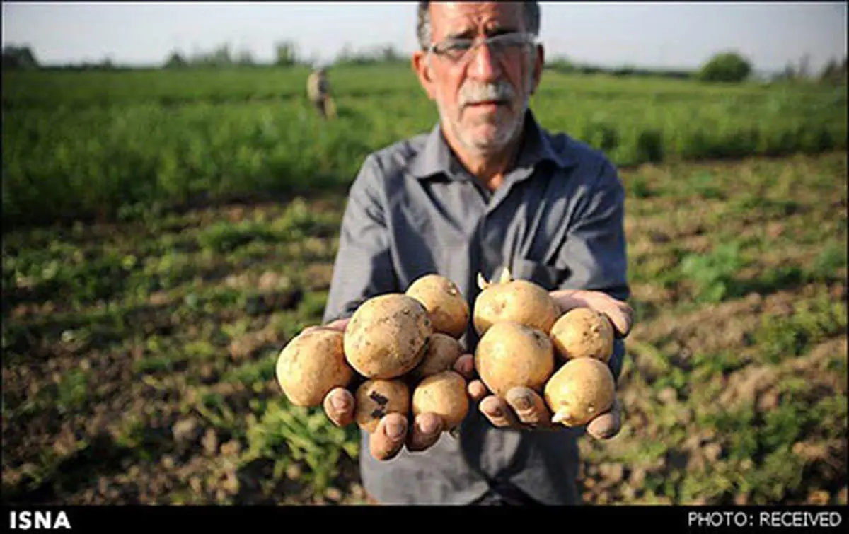 بار دیگر سیبزمینی ملعبه سوءاستفاده از رأی کشاورز شد