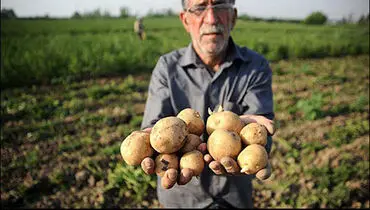 بار دیگر سیب‌زمینی ملعبه‌ سو‌ء‌استفاده از رأی کشاورز شد