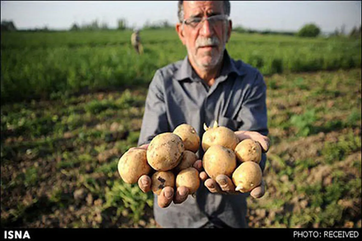 بار دیگر سیب‌زمینی ملعبه‌ سو‌ء‌استفاده از رأی کشاورز شد