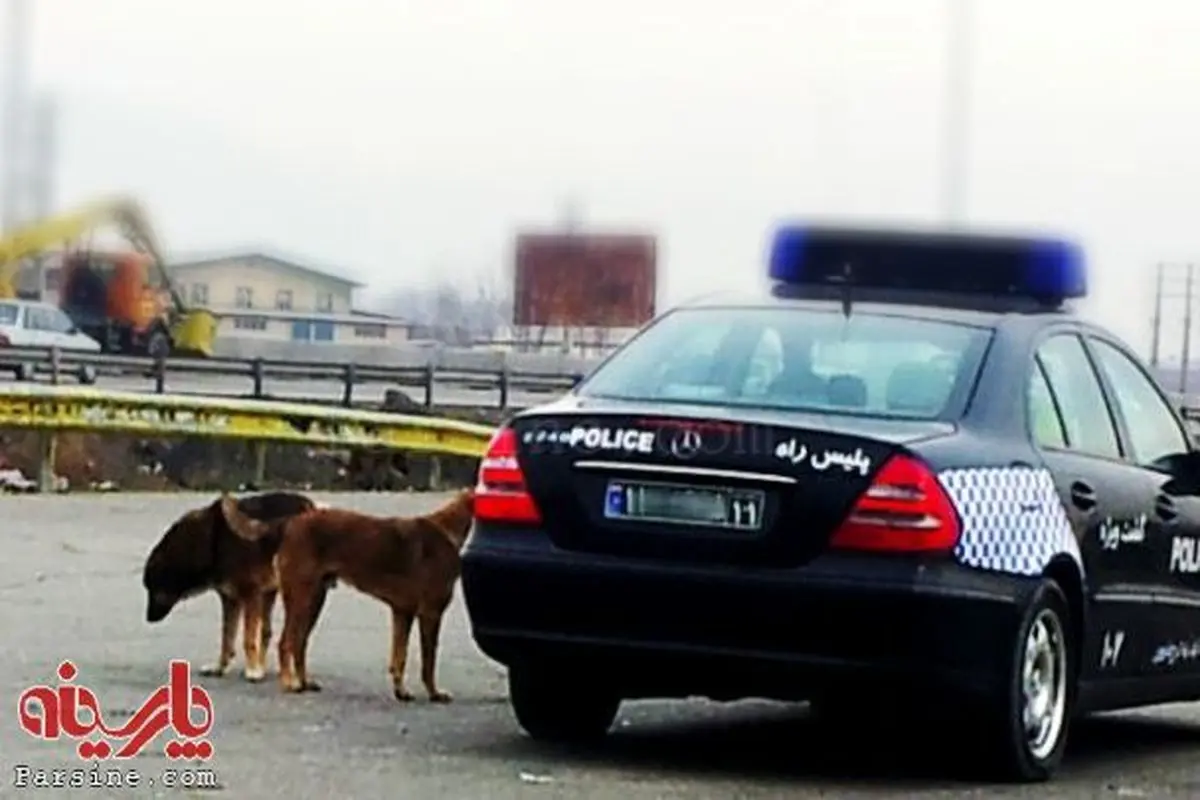 مهربانی افسر پلیس بزرگراه با سگ های ولگرد