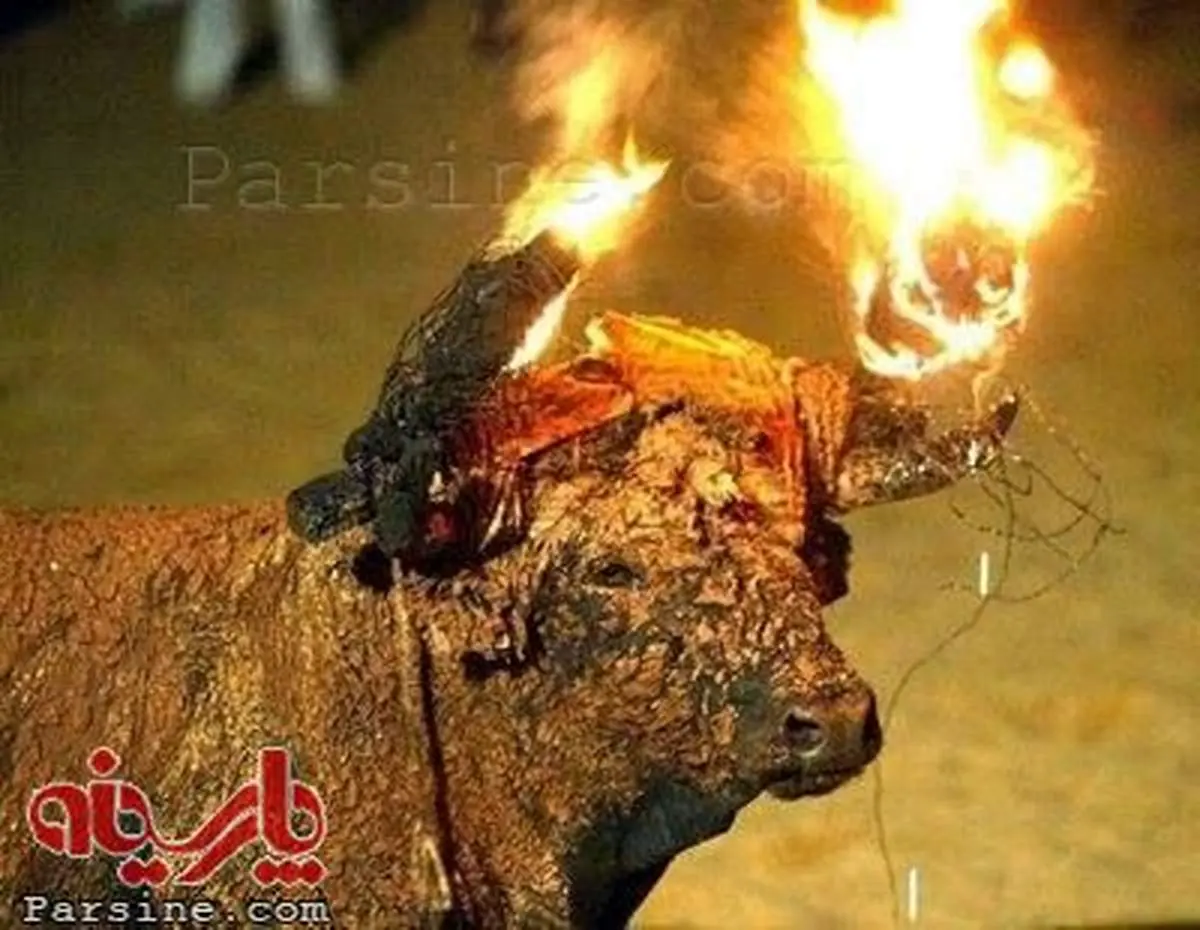 عکس:رسم وحشیانه گاو سوزان در اسپانیا
