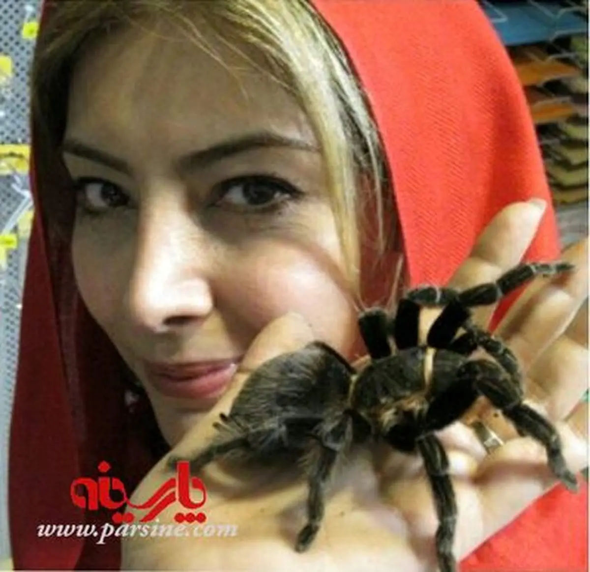 رطیلی به نام فرنگیس!