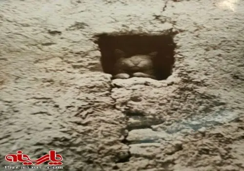 غلامعلی حداد عادل در کنار مزار دختر شهیدش + عکس