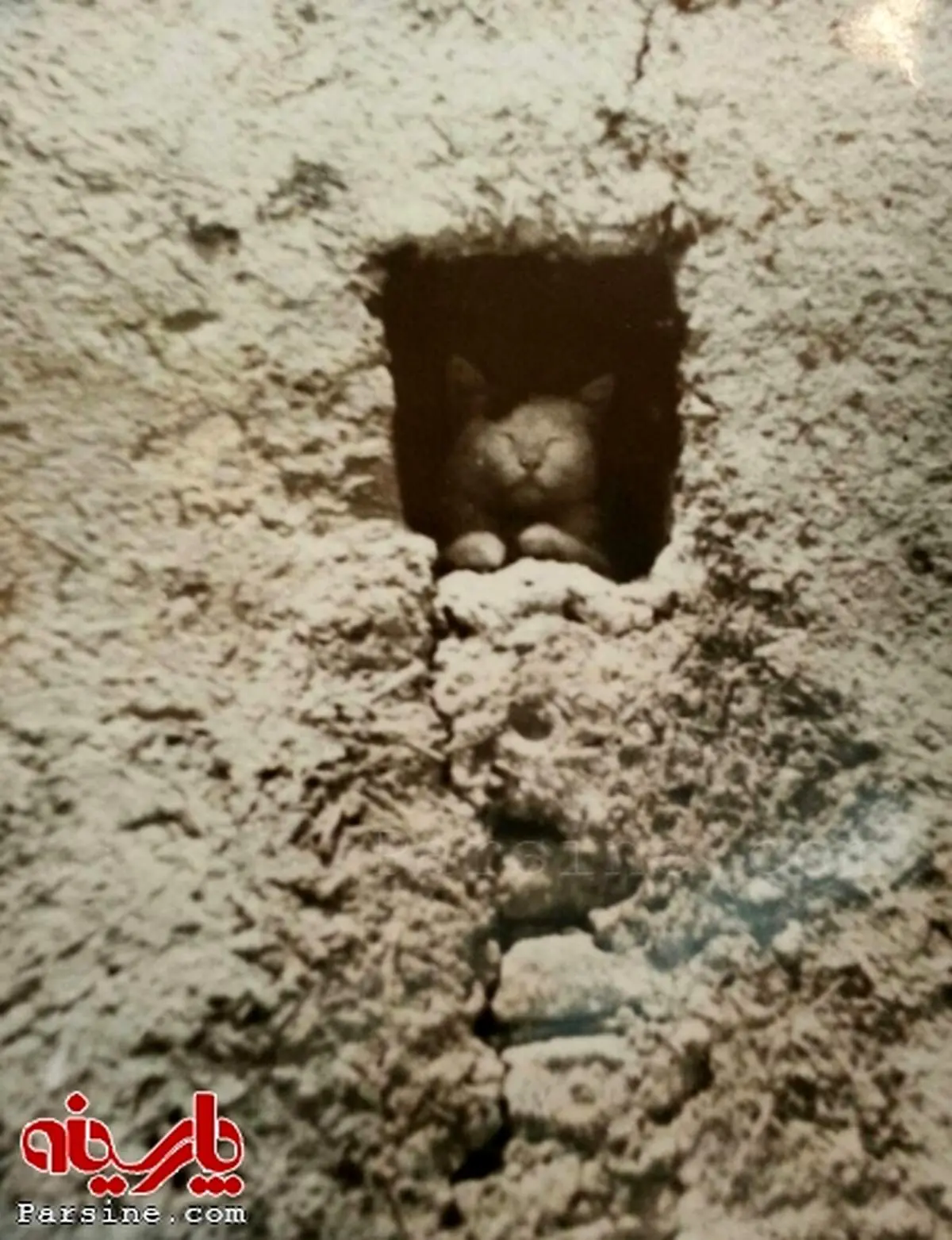 عکس هنری حدادعادل از یک گربه