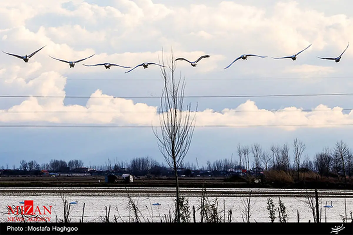 عکس: نمای زیبای مهاجرت قوهای سیبری به سرخرود
