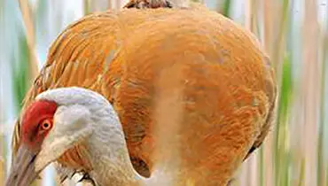 عکس: حیوانات اینطور به فرزندانشان عشق می ورزند