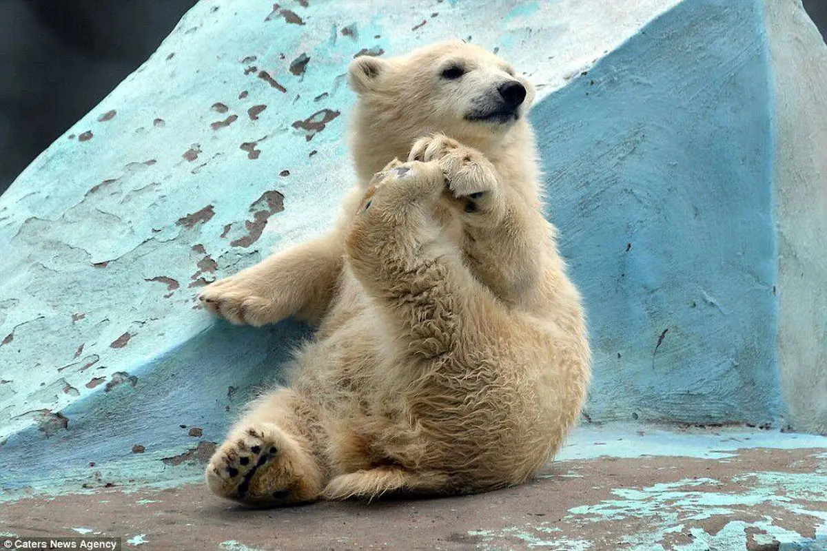 عکس:فوق واکنش یک توله خرس که مشهور شد!