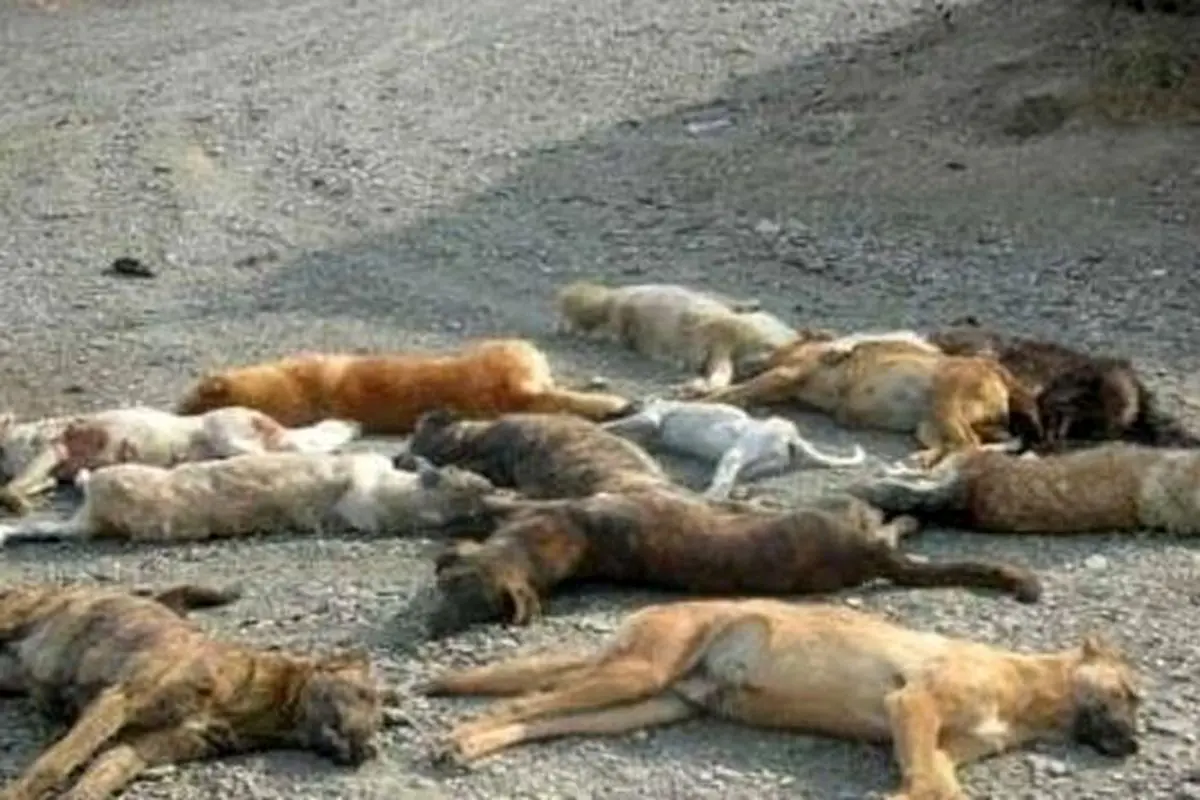 عکس/ سگ کشی بی رحمانه در تبریز!