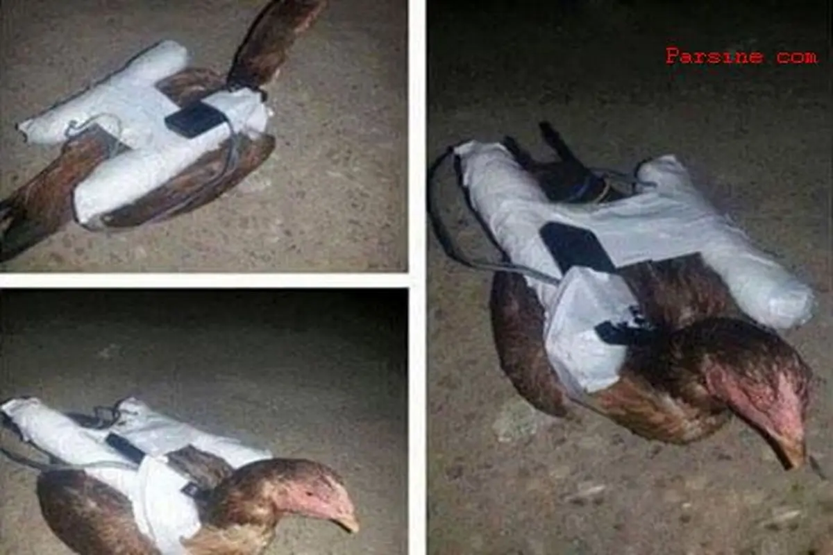 عکس:آخرین ابتکار داعش؛مرغ انتحاری!