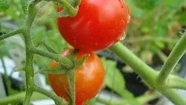 قدم دیگر به سوی سیاره سرخ