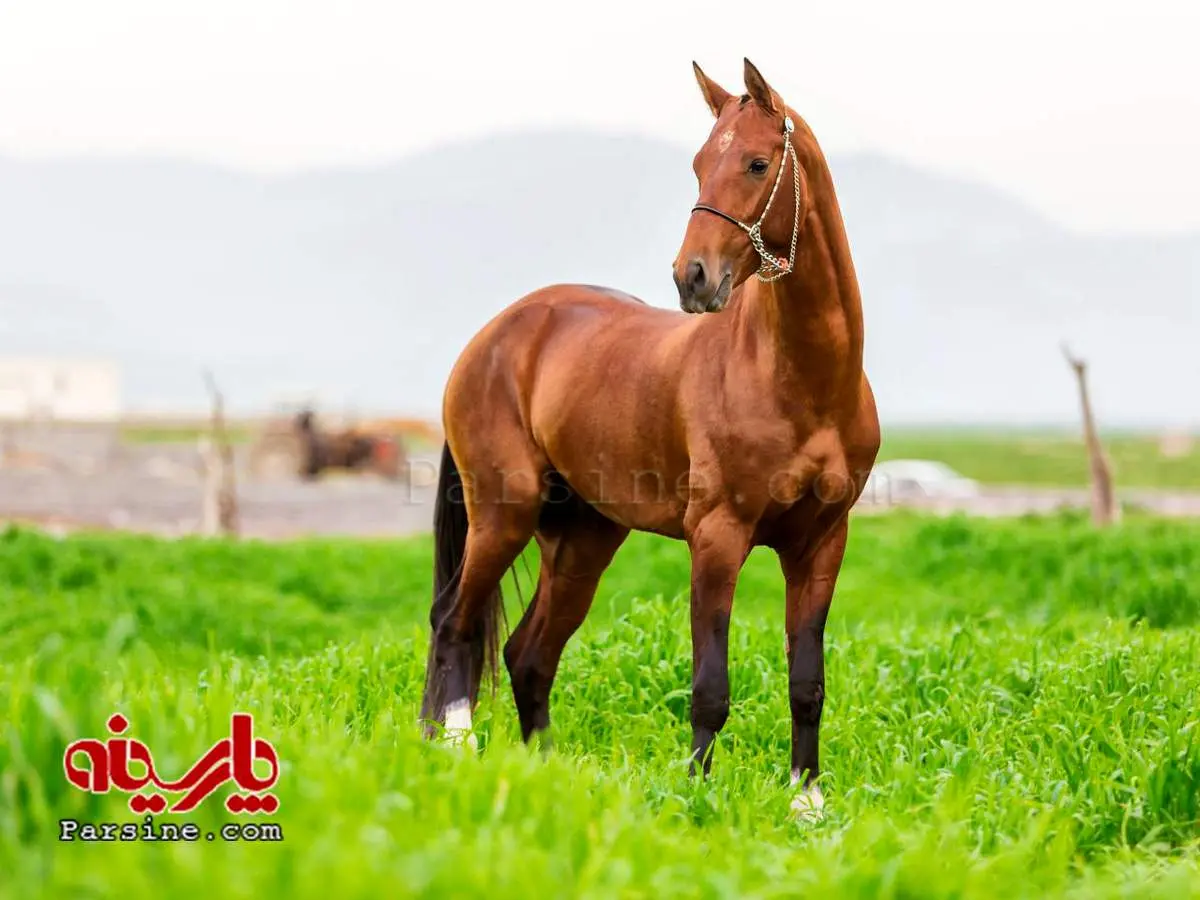 اسب ترکمن، از اصل افتاد