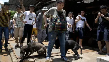 برگزاری جشنواره سگ‌خوری در چین
