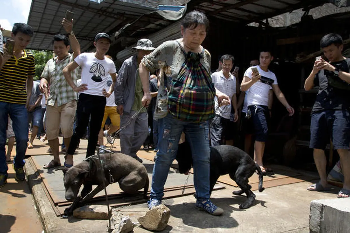 برگزاری جشنواره سگ‌خوری در چین