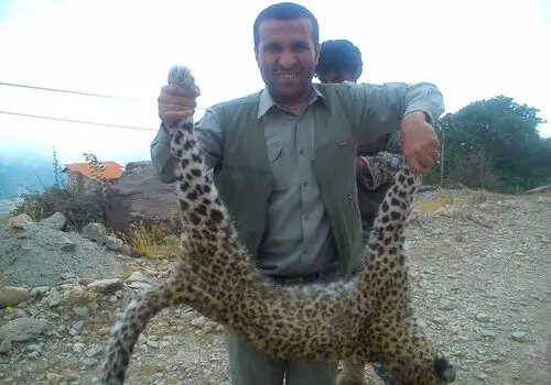 ثبت تصویر پلنگ ایرانی در گلستان+ فیلم