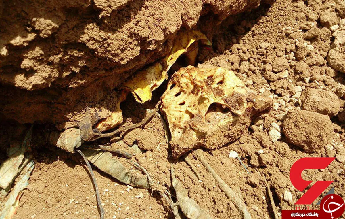 تصاویر وحشتناک از یک گور خانوادگی در آبادان