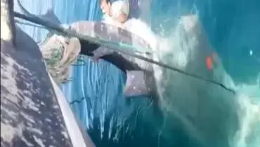 نجات نهنگ۷ متری از مرگ