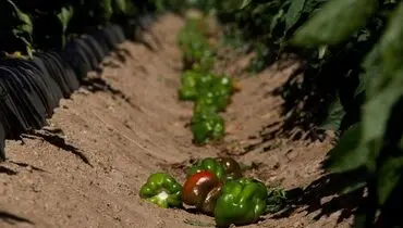 ۶۰ میلیون تن ماده غذایی قربانی استانداردهای زیبایی