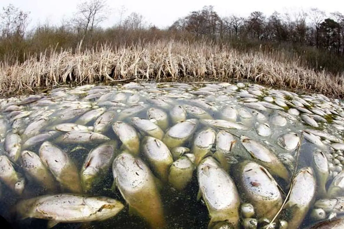 عکس:ماهی های یخ زده!