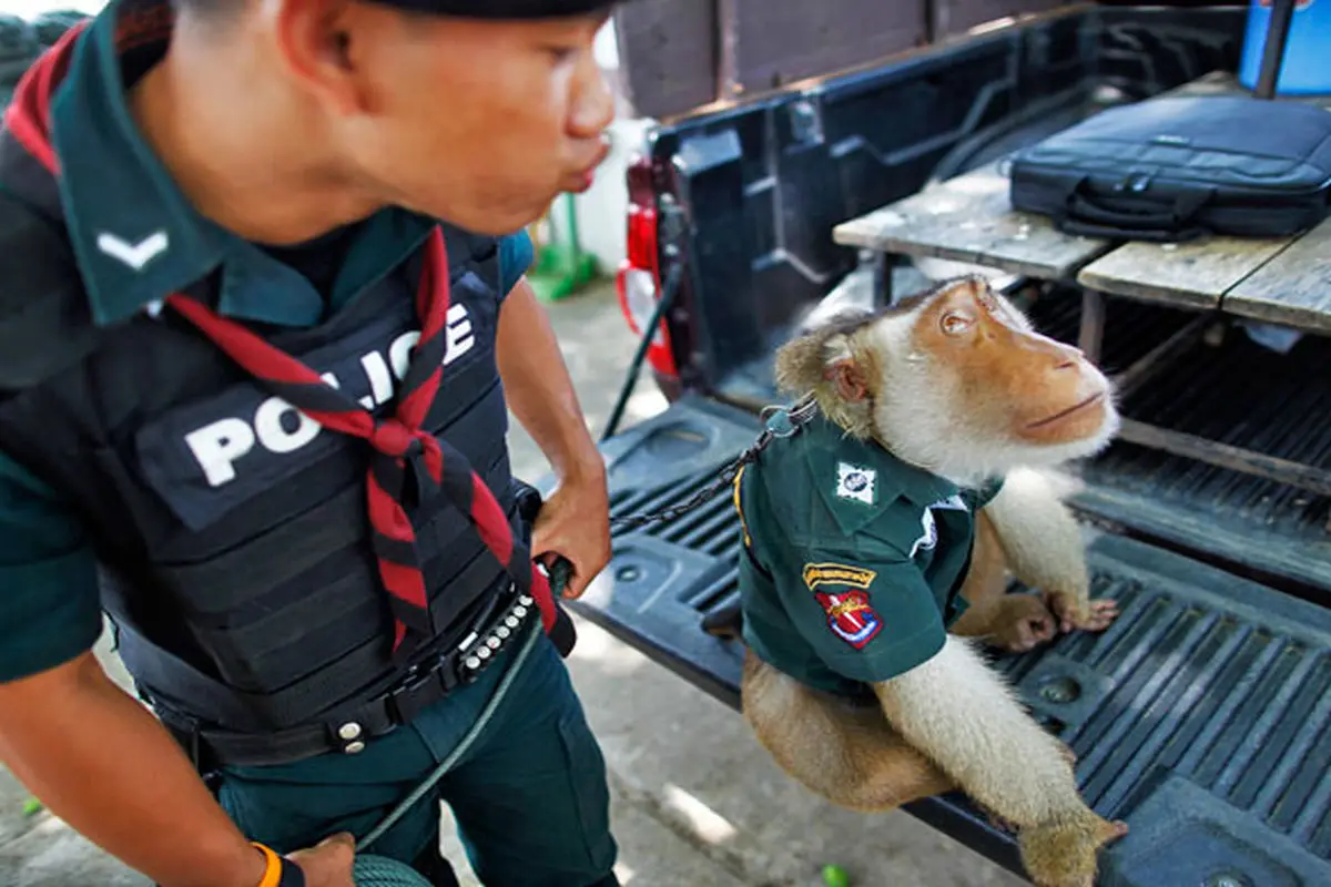 عکس:میمون در لباس پلیس !