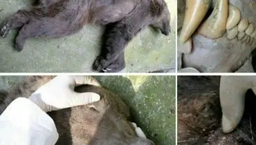 عکس: کشته شدن یک خرس قهوه‌ای دیگر، در گرگان