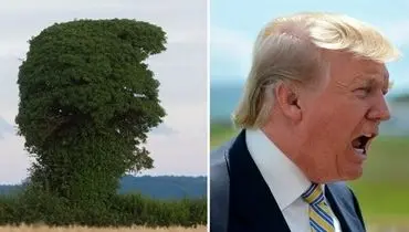 عکس: درختی که شبیه ترامپ است