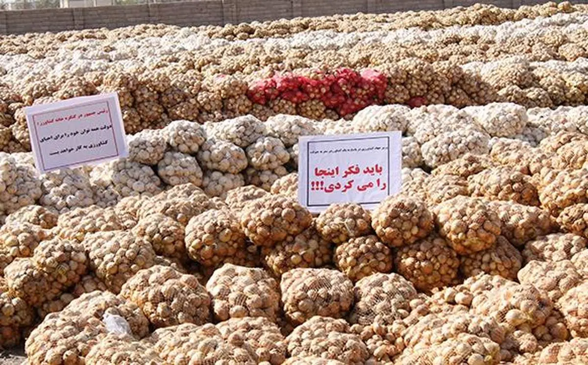 پشت پرده امحای «پی در پی» سیب زمینی توسط دولت