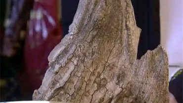 تصویری از یک دندان ماموت با قدمت ۸هزار ساله