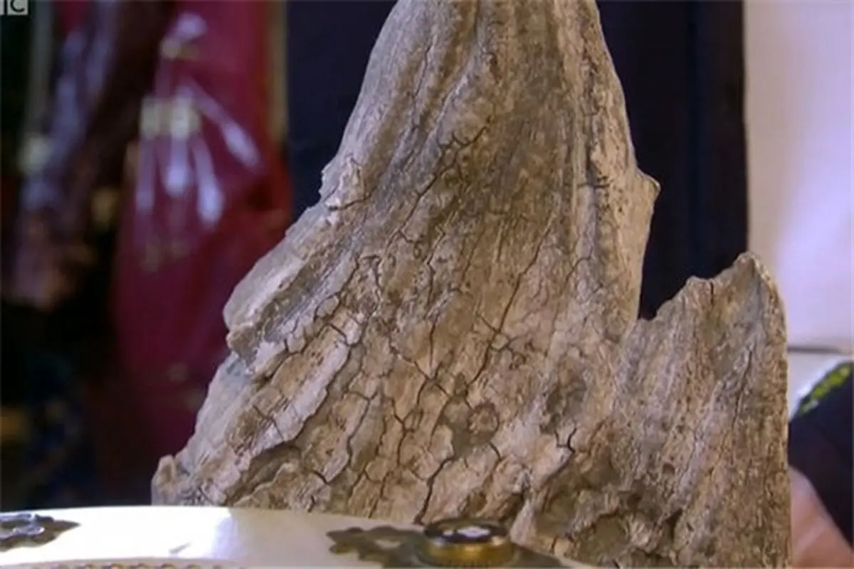 تصویری از یک دندان ماموت با قدمت ۸هزار ساله
