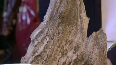 تصویری از یک دندان ماموت با قدمت ۸هزار ساله
