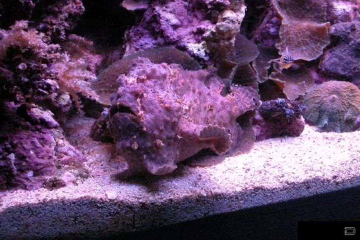 تصاویری از صخره ماهی