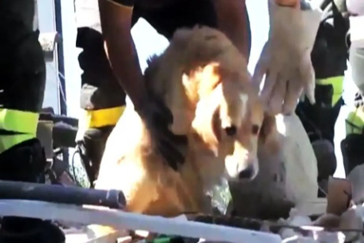 نجات سگ از زیر آوار ۹ روز پس از زلزله ایتالیا