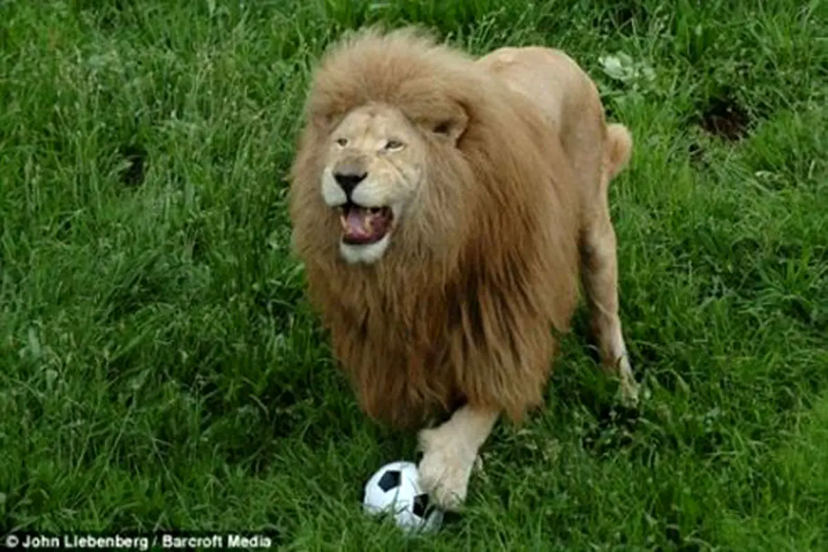 عکس: وقتی شیر فوتبال بازی می کند!