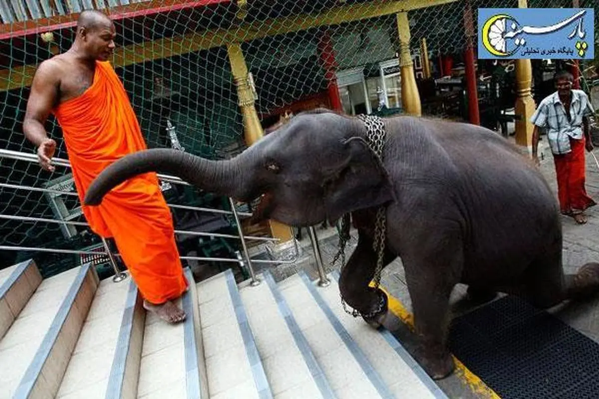 عکس: وقتی که فیل به معبد بودایی ها می رود!