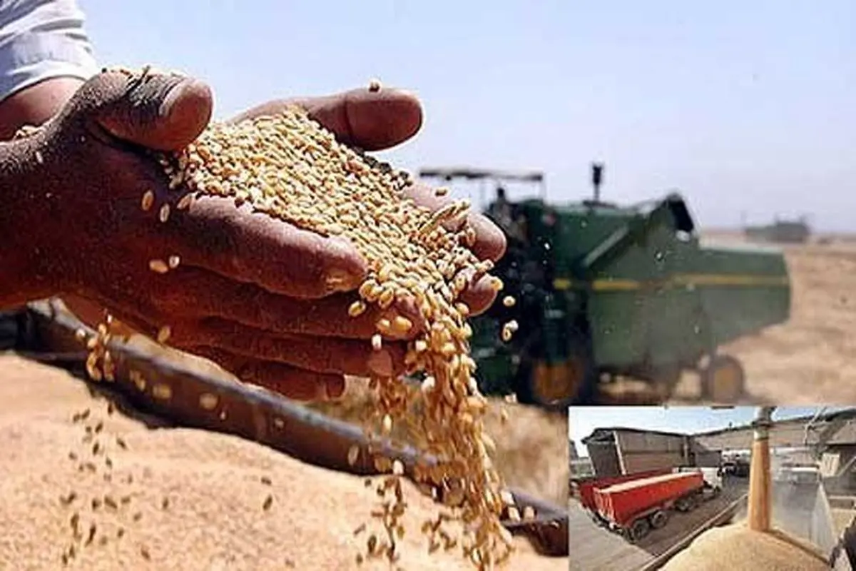 انتشار اوراق سلف گندم در بورس/ پرداخت مطالبات کشاورزان در روزهای آینده
