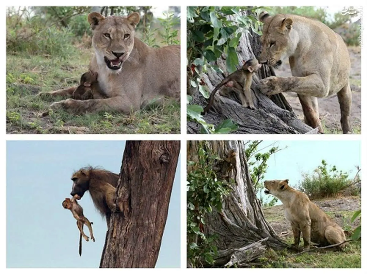 شیری که شکارش را نَخورد