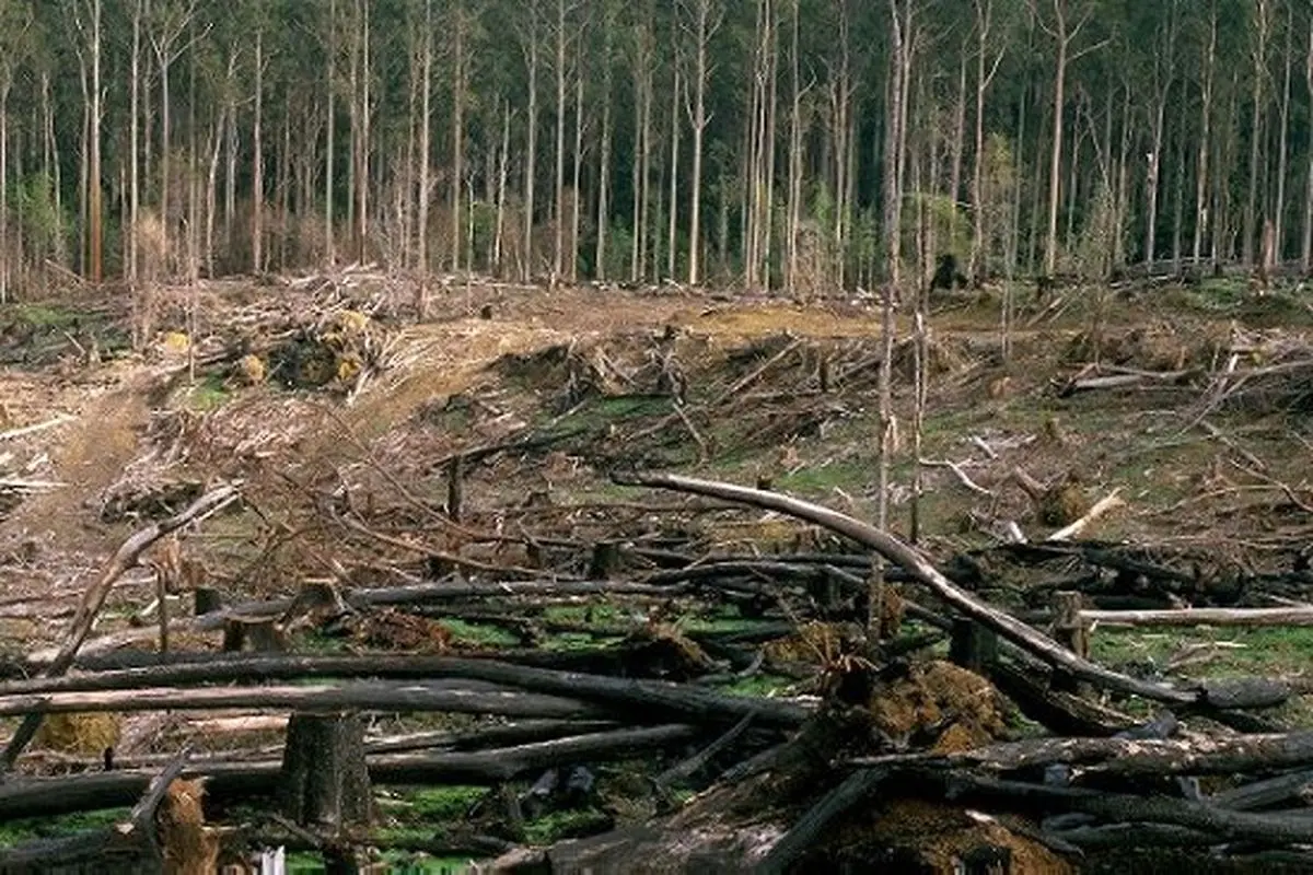 تخریب جنگل‌ها و نسبت آن با سیلاب اخیر شمال