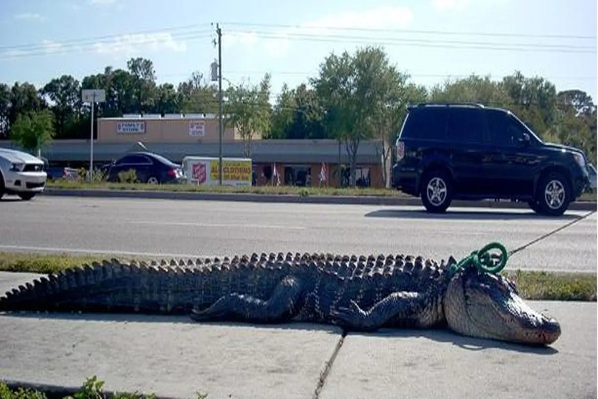 عکس :کشته شدن تمساح مهاجم
