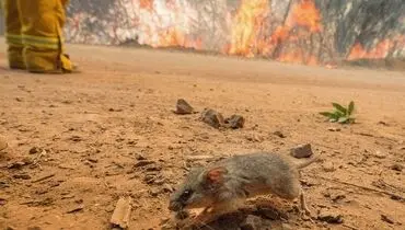 جهان در قاب تصویر (۳ مهر- ۹ مهر)