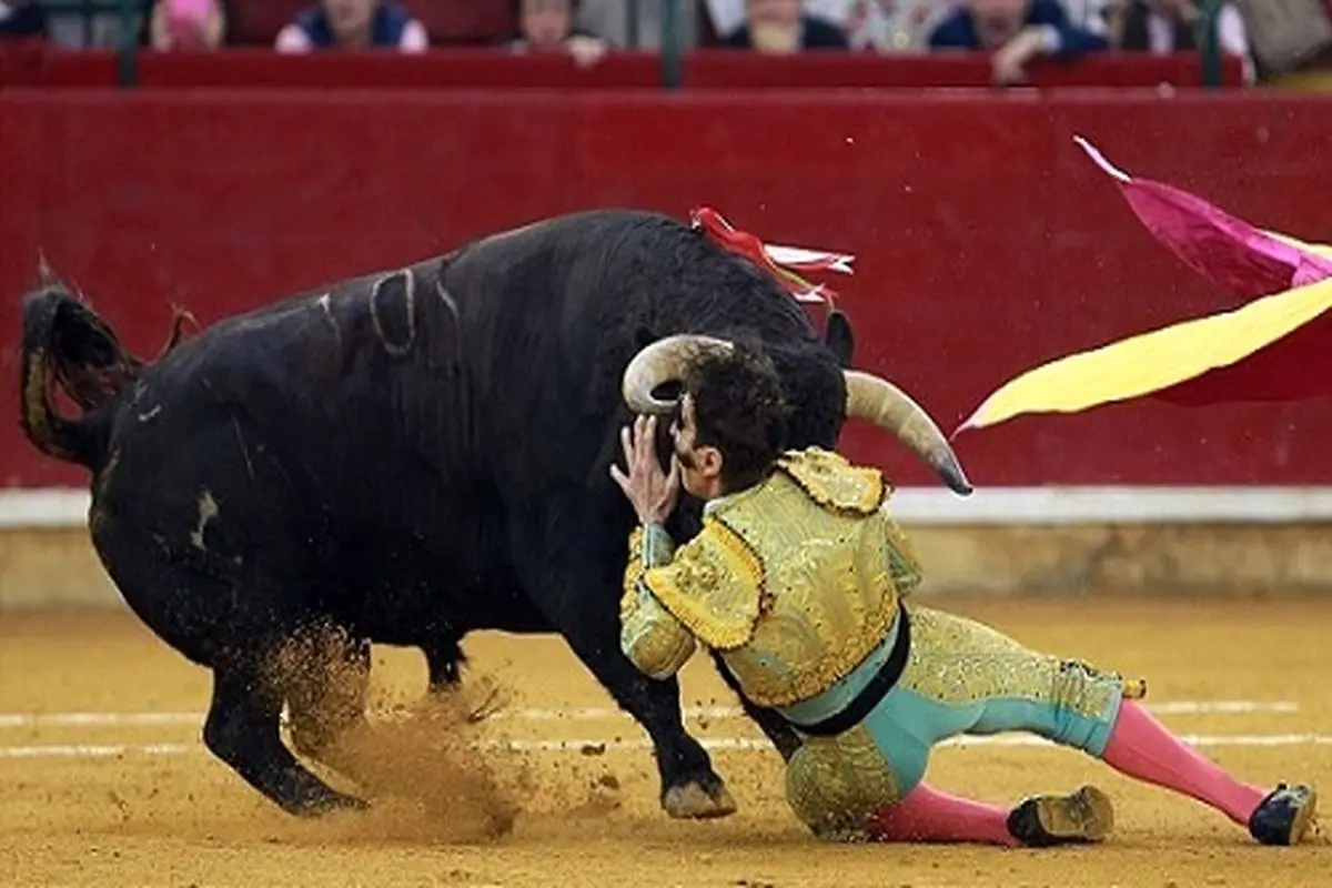 عاقبتی دردناک برای گاو باز اسپانیایی+تصاویر