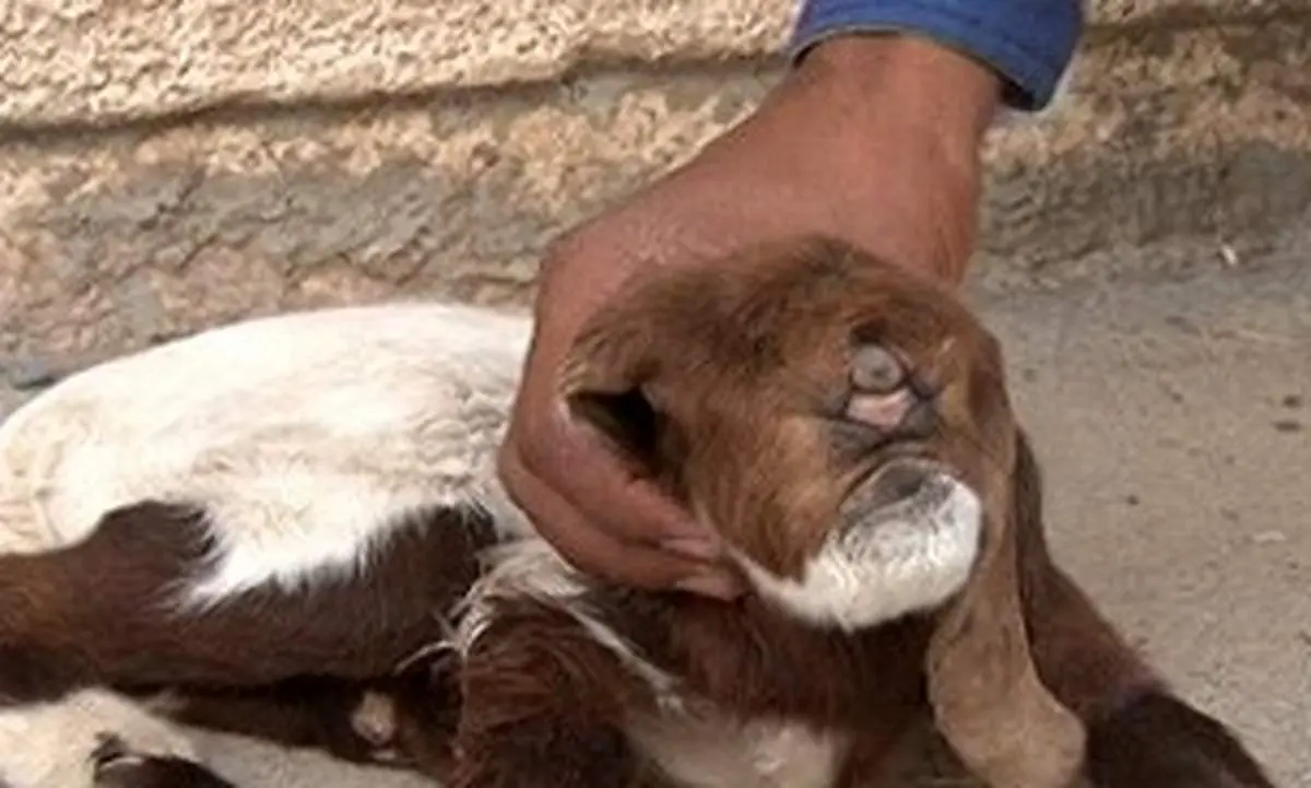 تولد بزغاله ای با یک چشم در رودبار