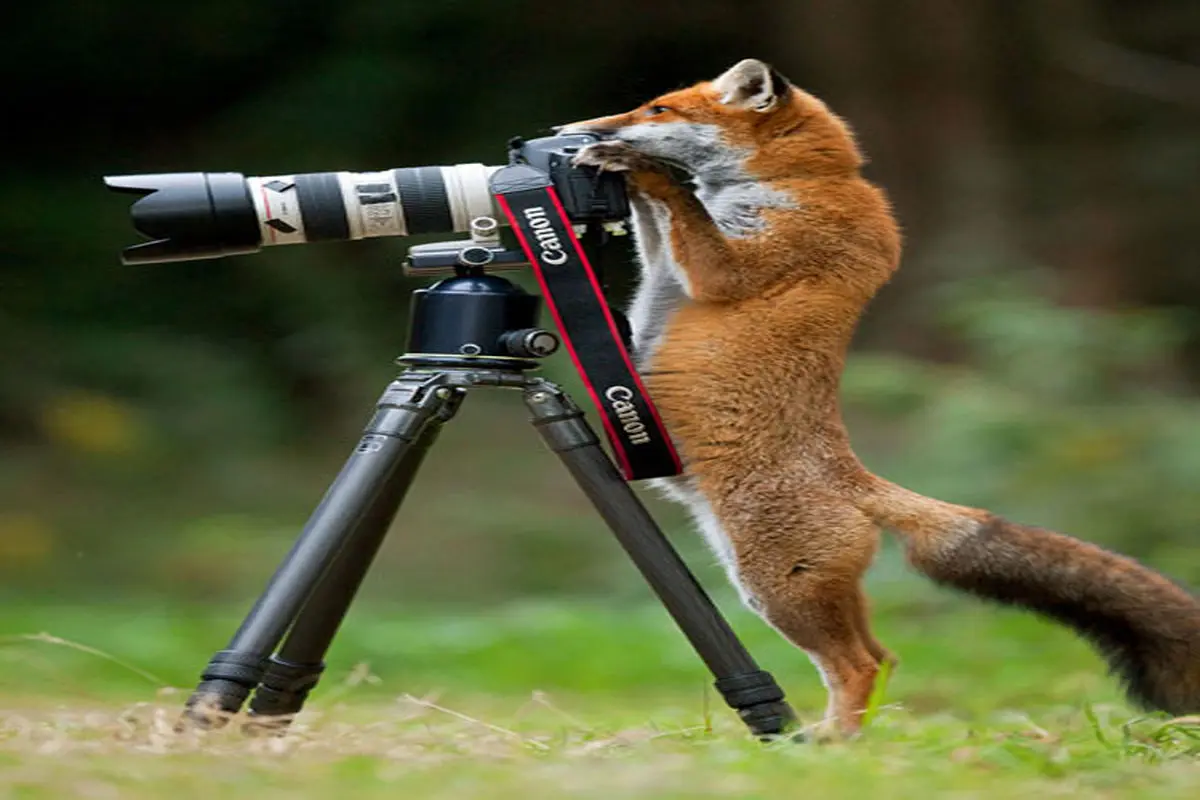وقتی حیوانات عکاس می‌شوند!+عکس