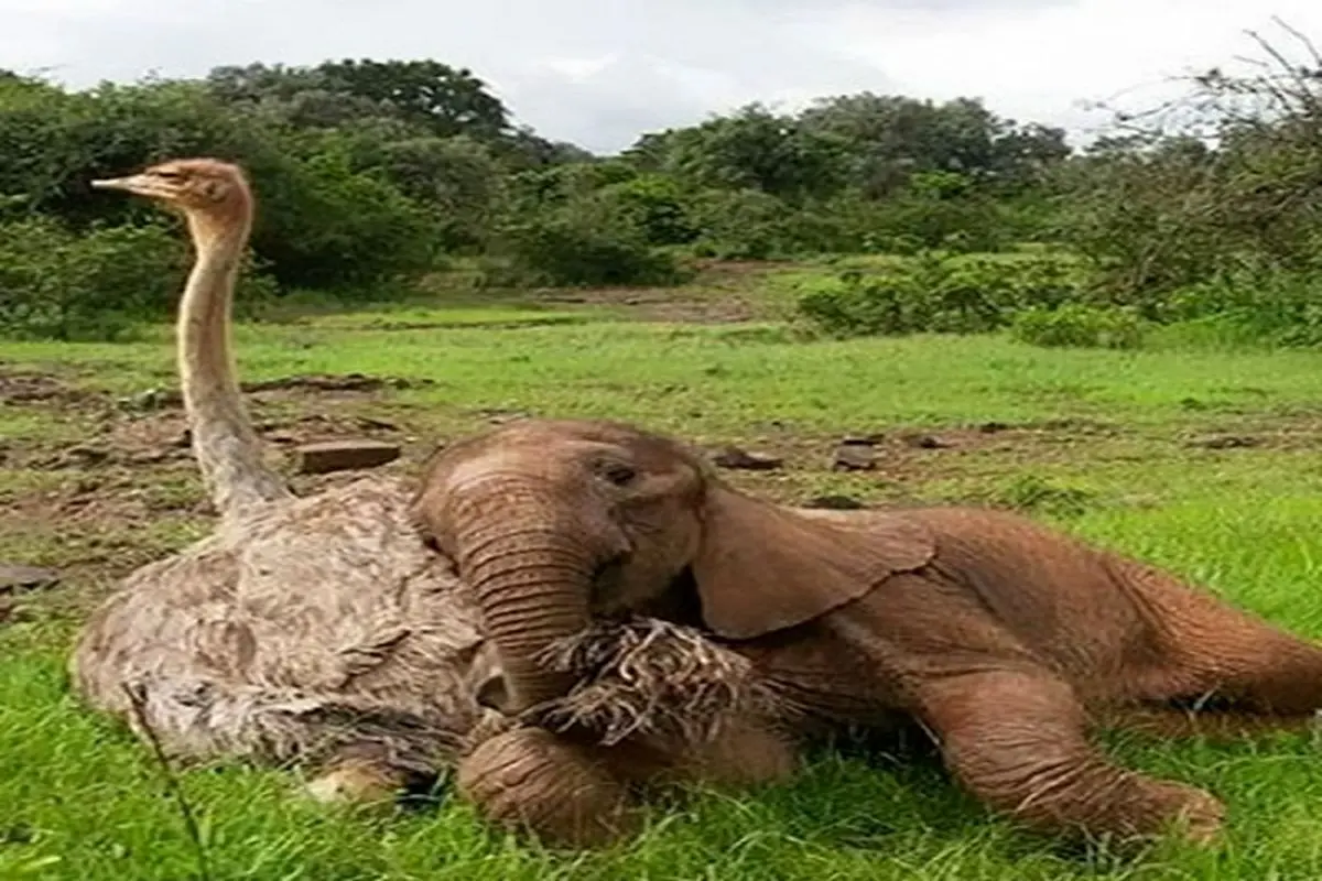 تصاویری از دوستی عجیب فیل افسرده و شترمرغ