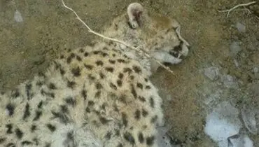 انتشار تصویری مشکوک از لاشه یک یوز آسیایی