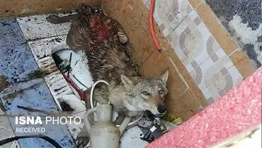 زنده‌گیری گرگ در یک منزل مسکونی /عکس