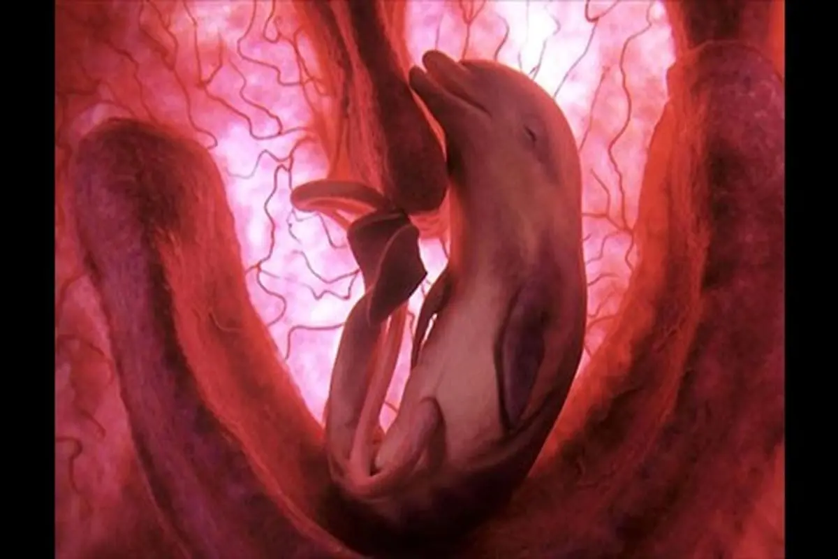 عکس : فرایند رشد جنین در رحم