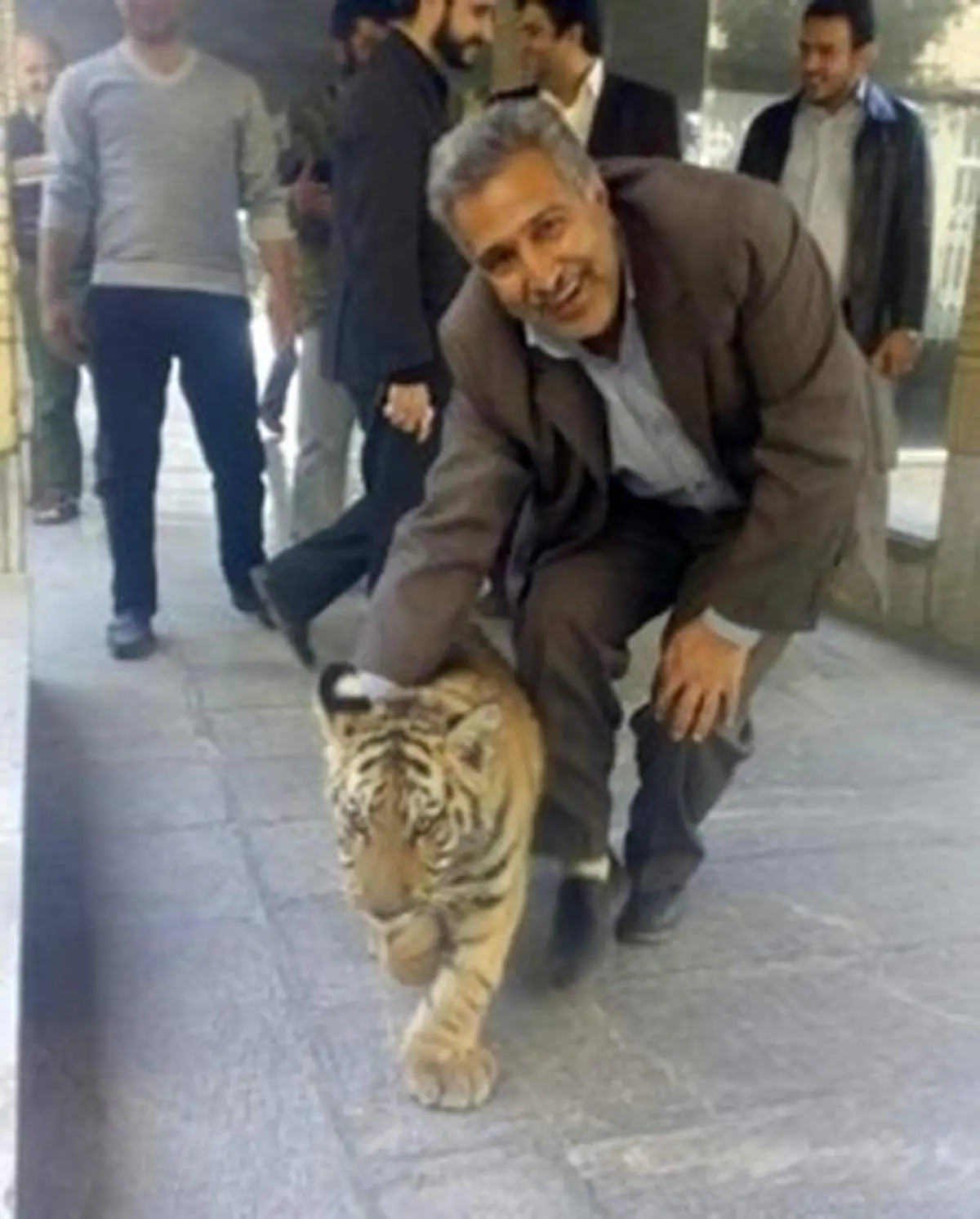 کشف توله ببر سرگردان خیابانهای مشهد در یک باغ