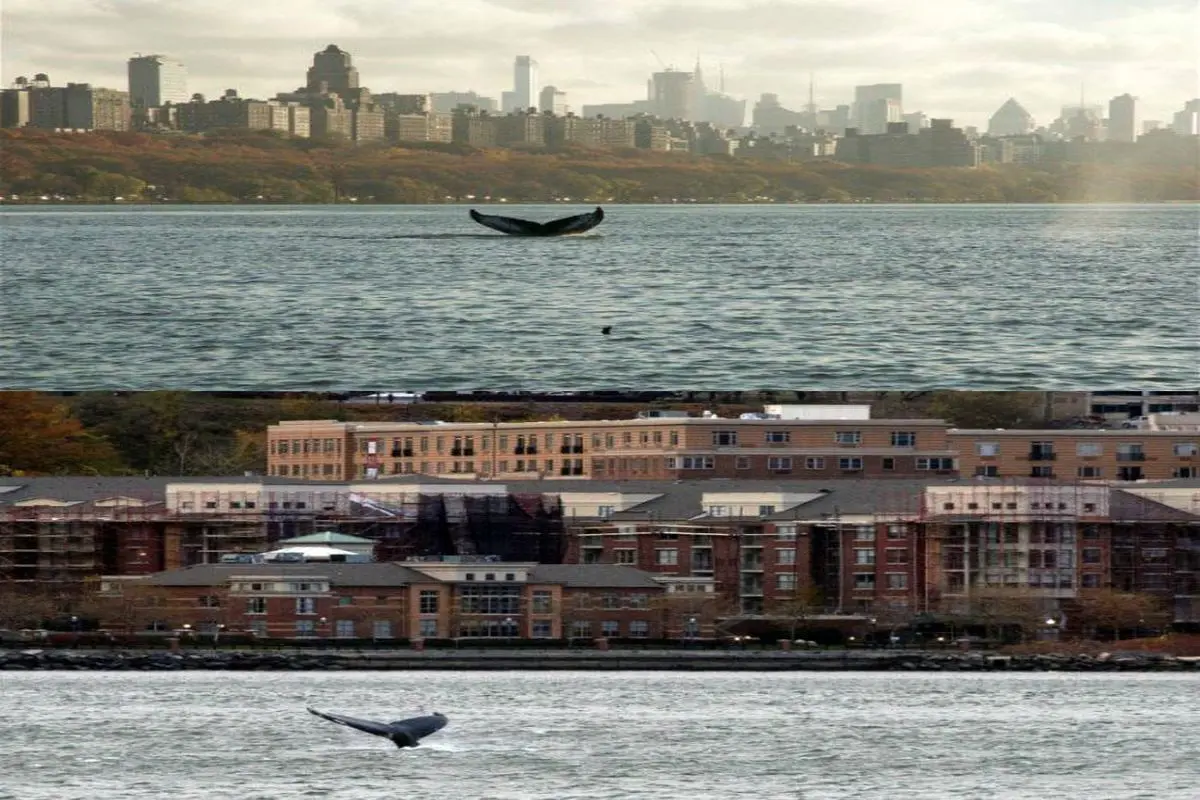 ورود نادر نهنگ به رودخانه شهر نیویورک+عکس