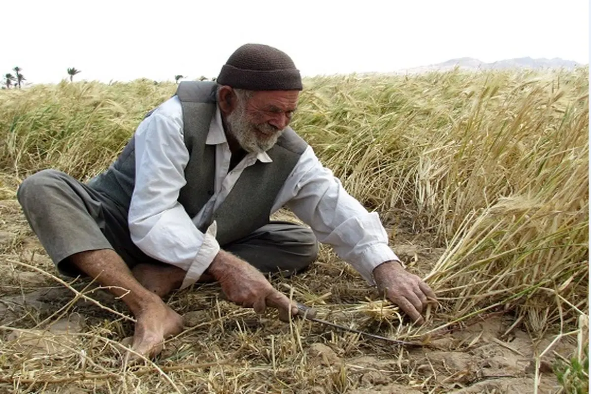 بی توجهی دولت به کشاورزان