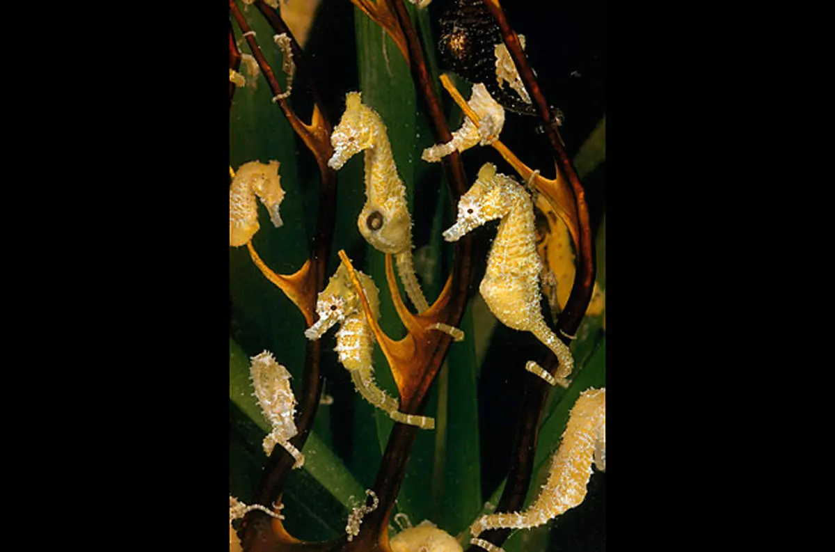 تک همسری و پرستاری پدرانه در اسب آبی