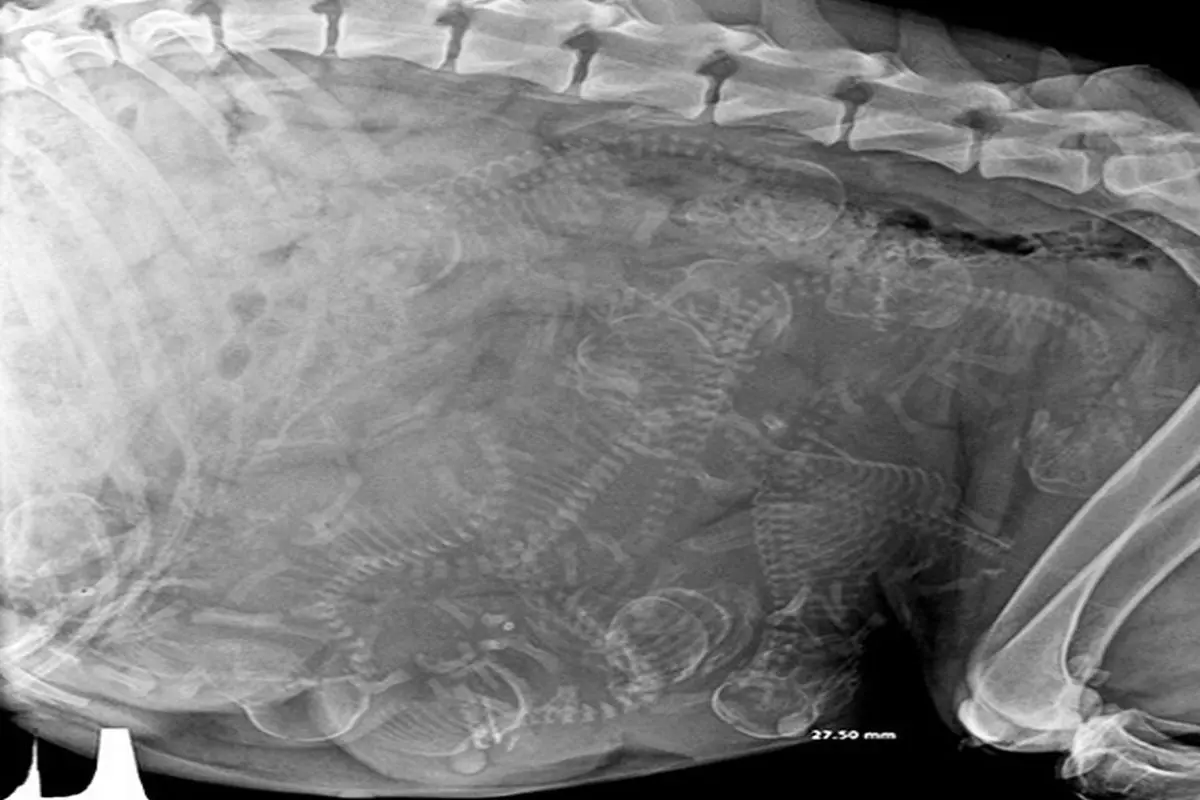 تصاویر حیرت انگیز از بارداری حیوانات با اشعه ایکس